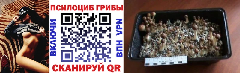 Псилоцибиновые грибы Magic Shrooms  Купить закладки  Курлово 